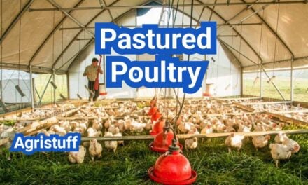 Pastured Poultry System: Stocking Density, Rotation And Profit Basics