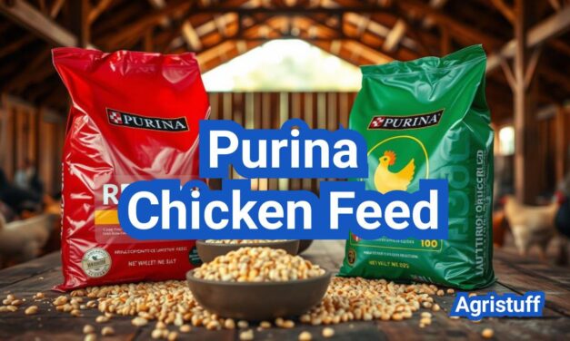 Purina Chicken Feed: Product Lines Explained and How to Pick the Right Bag