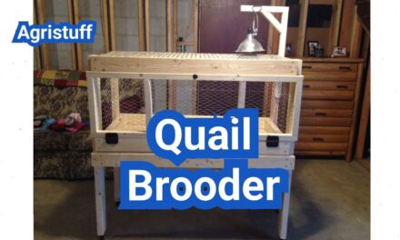 Quail Brooder: Heat, Space, and Bedding for Fast-Growing Chicks