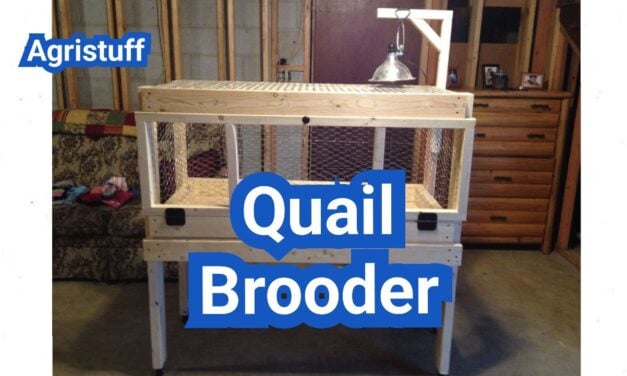 Quail Brooder: Heat, Space, and Bedding for Fast-Growing Chicks