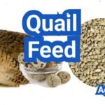 Quail Feed Guide: Protein by Age, Common Brands, and Feeding Schedule