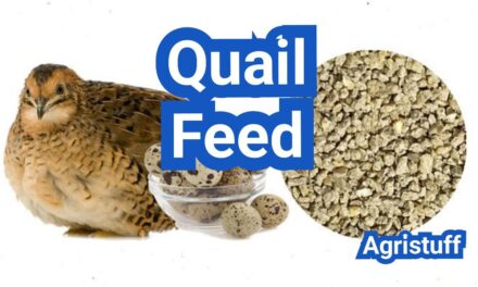 Quail Feed Guide: Protein by Age, Common Brands, and Feeding Schedule