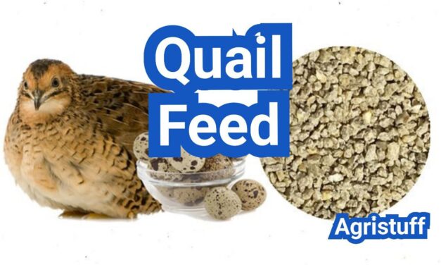 Quail Feed Guide: Protein by Age, Common Brands, and Feeding Schedule