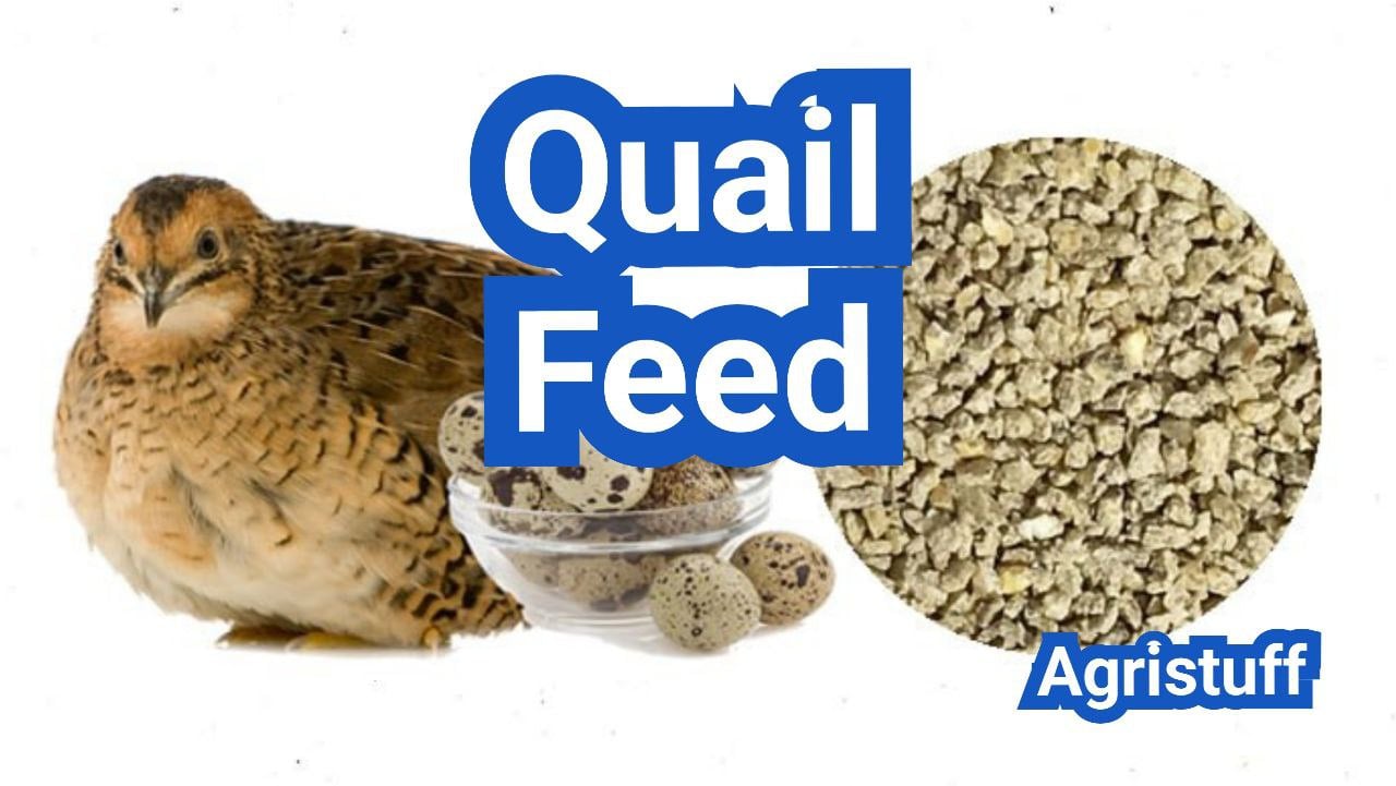 Quail Feed Guide: Starter Vs. Grower, Brands & Schedule