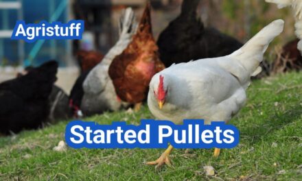 Started Pullets: What to Ask Before You Buy (and How to Quarantine Right)
