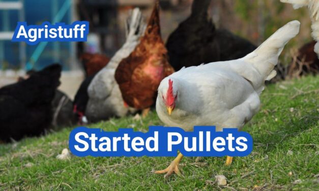 Started Pullets: What to Ask Before You Buy (and How to Quarantine Right)