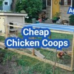 Cheap Chicken Coops That Actually Work: What to Avoid and What to Buy