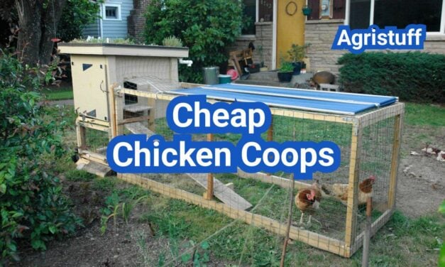 Cheap Chicken Coops That Actually Work: What to Avoid and What to Buy