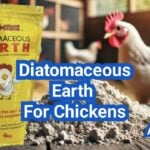 Diatomaceous Earth for Chickens: Safe Uses, Myths, and Better Pest Control