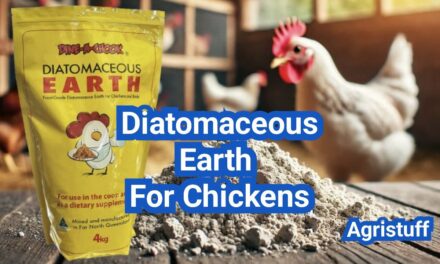 Diatomaceous Earth for Chickens: Safe Uses, Myths, and Better Pest Control