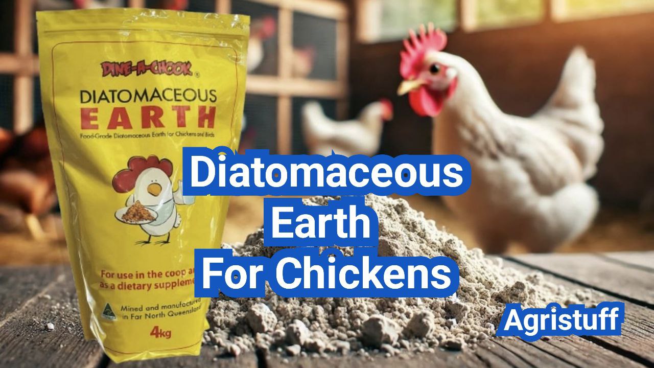 Diatomaceous Earth For Chickens: Safe Use & Risks
