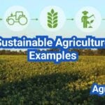 Sustainable Agriculture Examples in the U.S.: Real Farm Case Studies (What Worked + Why)