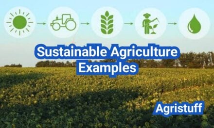 Sustainable Agriculture Examples in the U.S.: Real Farm Case Studies (What Worked + Why)