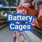 Battery Cages for Chickens: What They Are, Welfare Issues, and U.S. Alternatives