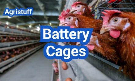 Battery Cages for Chickens: What They Are, Welfare Issues, and U.S. Alternatives