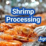 Shrimp Processing: Deheading, Peeling, Freezing, and Quality Grading Explained