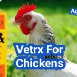Vetrx for Chickens: What It’s For, When to Use It, and When to Call a Vet