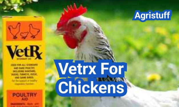 Vetrx for Chickens: What It’s For, When to Use It, and When to Call a Vet