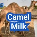 Camel Milk: Nutrition, Benefits, Taste and U.S. Availability