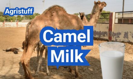 Camel Milk: Nutrition, Benefits, Taste and U.S. Availability
