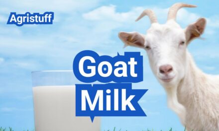 Goat Milk: Taste, Nutrition, How It Compares With Cow’s Milk & Sheep Milk