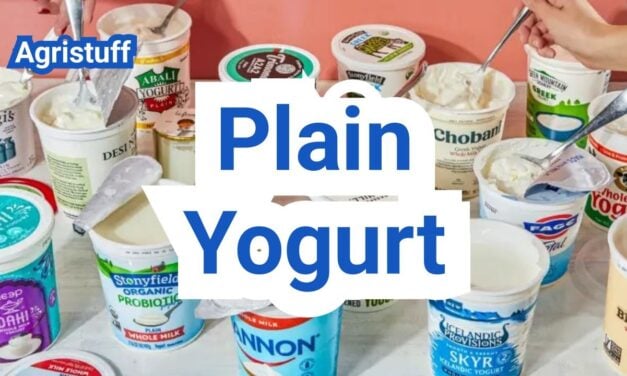 Plain Yogurt: Nutrition, Live Cultures, and Everyday Uses