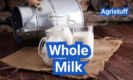 Whole Milk: Fat Content, Standards, and Best Uses