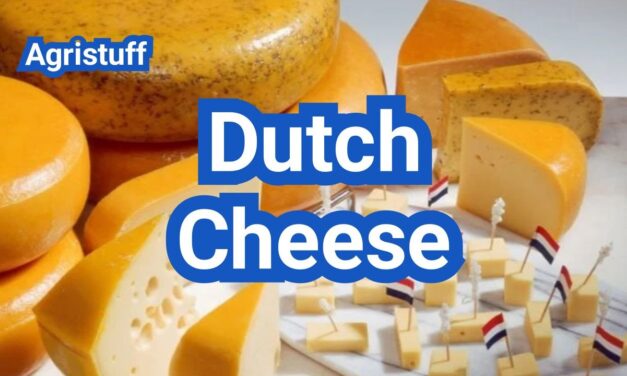 Dutch Cheese List: Gouda, Edam & Other Varieties Explained