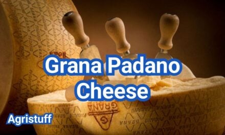 Grana Padano Cheese: How It Differs From Parmesan And Uses