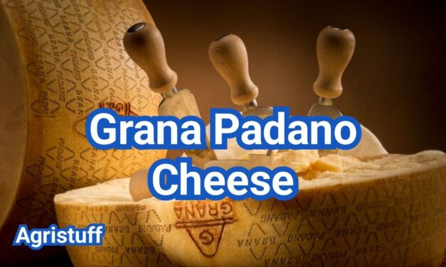 Grana Padano Cheese: How It Differs From Parmesan And Uses