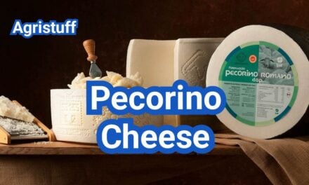 Pecorino Cheese: Sheep’s Milk Flavor, Aging Styles & Uses
