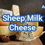 Sheep Milk Cheese List: Flavor, Nutrition & Popular Types
