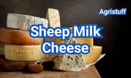 Sheep Milk Cheese List: Flavor, Nutrition & Popular Types