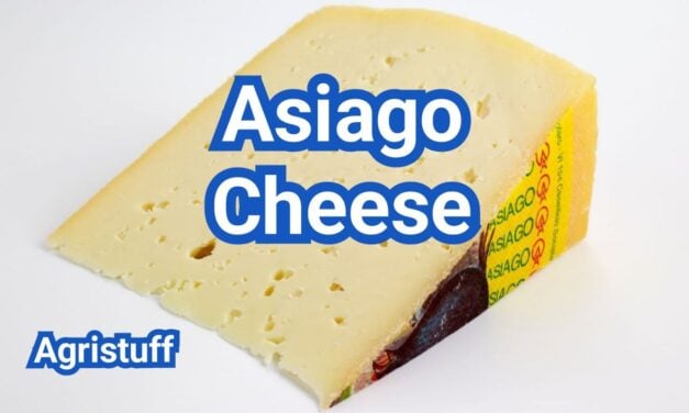 What Is Asiago Cheese? Fresh vs Aged, Flavor Differences & Best Uses