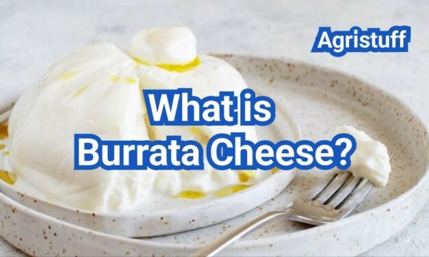 What Is Burrata Cheese? Creamy Center, Taste & Best Uses