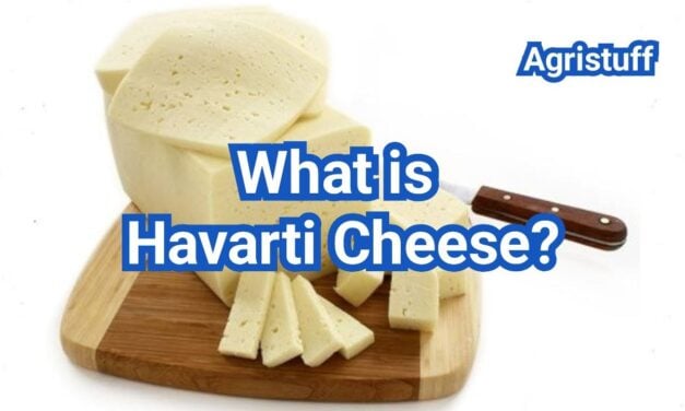 What Is Havarti Cheese? Flavor, Texture And Best Uses