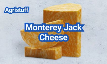 What Is Monterey Jack Cheese? Taste, Meltability & Best Uses
