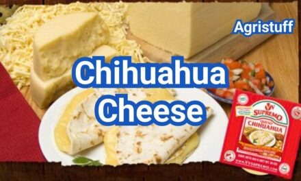 What is Chihuahua Cheese? Melt, Flavor & Best Mexican Dishes