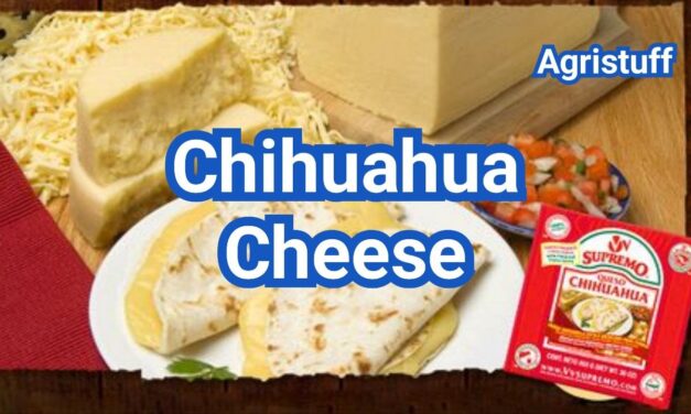 What is Chihuahua Cheese? Melt, Flavor & Best Mexican Dishes