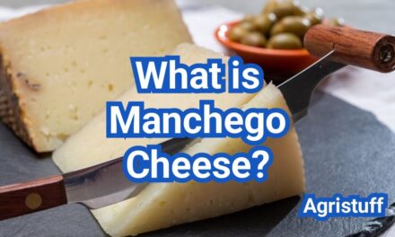 What is Manchego Cheese? Sheep’s Milk Flavor And Best Uses