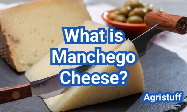 What is Manchego Cheese? Sheep’s Milk Flavor And Best Uses