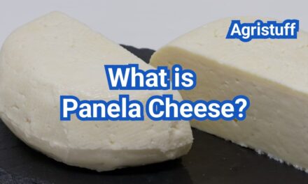 What is Panela Cheese? Fresh Texture, Salt Level & How to Use It