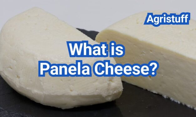 What is Panela Cheese? Fresh Texture, Salt Level & How to Use It