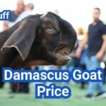 Damascus Goat for Sale in the U.S.: Price & Buyer Guide
