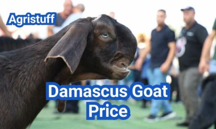 Damascus Goat for Sale in the U.S.: Price & Buyer Guide