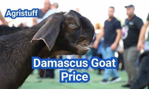Damascus Goat for Sale in the U.S.: Price & Buyer Guide