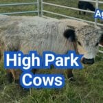 High Park Cows: Highland–White Park Origins, Size & Traits