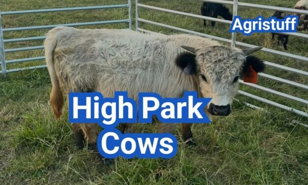 High Park Cows: Highland–White Park Origins, Size & Traits