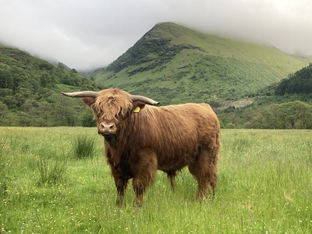 Highland Cow Price