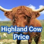 How Much Does a Highland Cow Cost? U.S. Price Guide